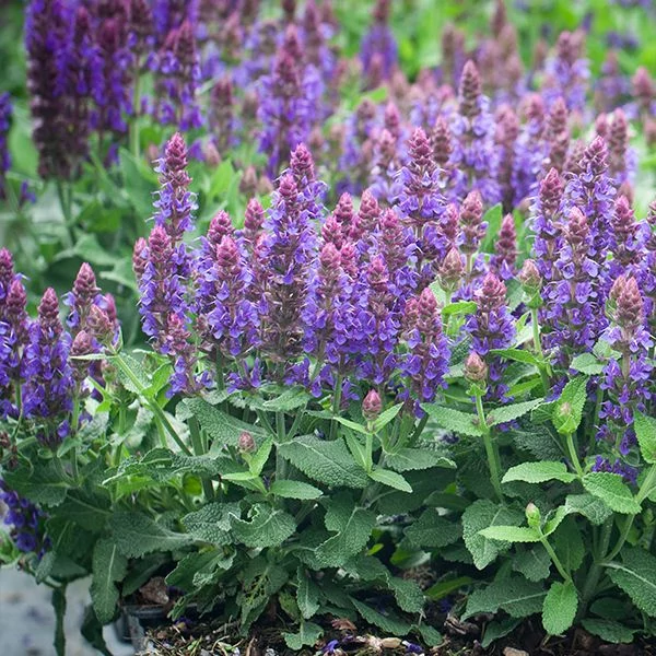 Salvia nemorosa 'Sensation Medium Violet' – Ligeti zsálya