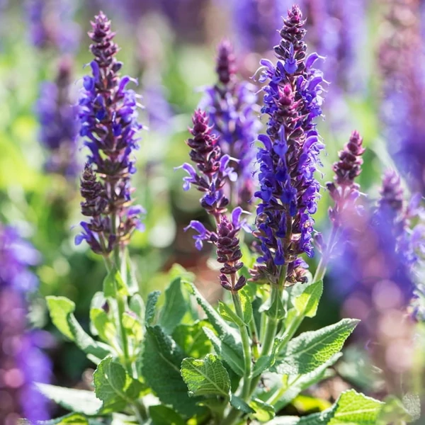 Salvia nemorosa 'Sensation Medium Violet' – Ligeti zsálya