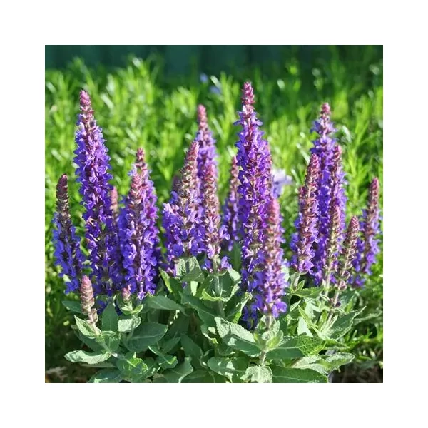 Salvia nemorosa 'Sensation Medium Violet' – Ligeti zsálya