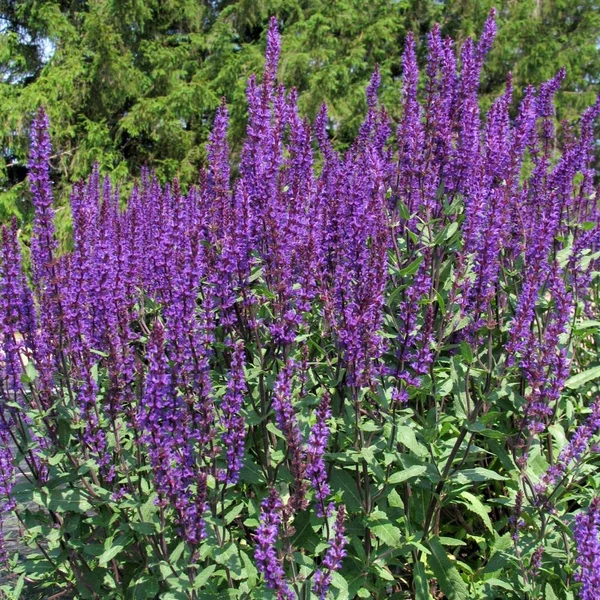 Salvia nemorosa 'Caradonna' - Ligeti zsálya