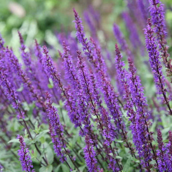 Salvia nemorosa 'Caradonna' - Ligeti zsálya