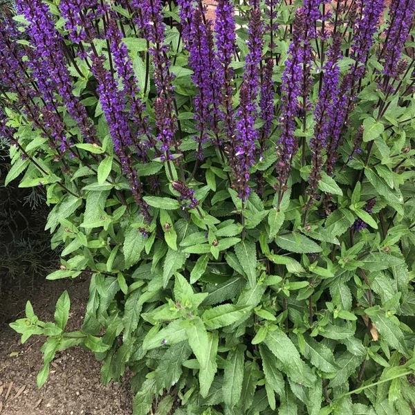 Salvia nemorosa 'Caradonna' - Ligeti zsálya