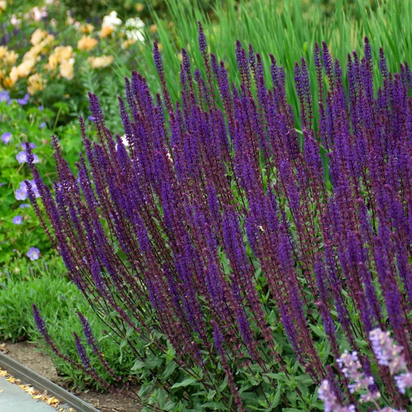 Salvia nemorosa 'Caradonna' - Ligeti zsálya