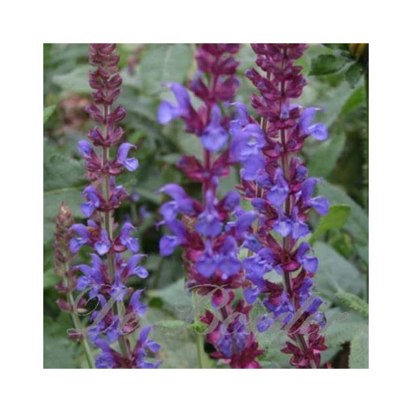 Salvia nemorosa 'Jan Spruyt' - Ligeti zsálya