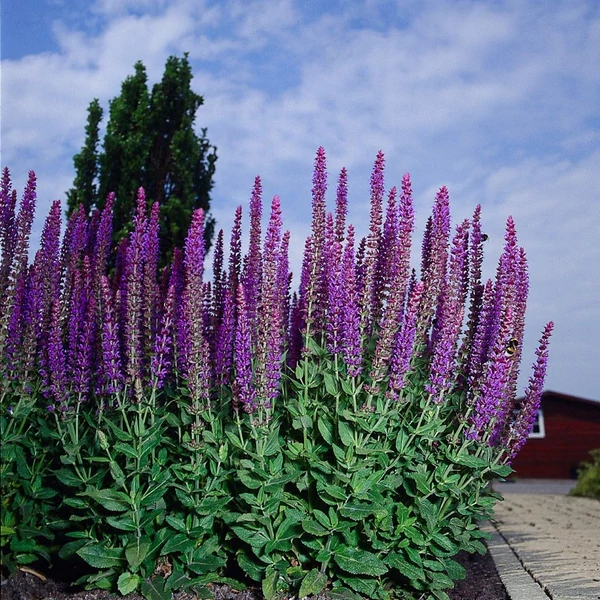Salvia nemorosa 'Ostfriesland' - Ligeti zsálya