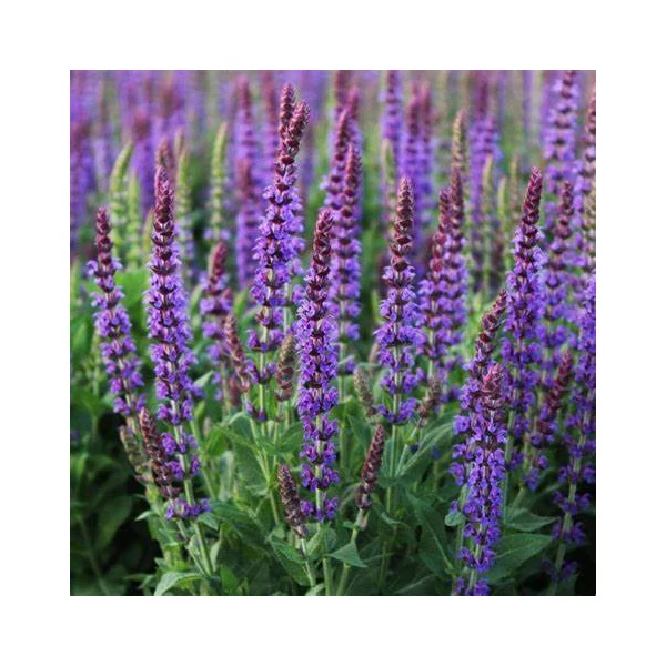 Salvia nemorosa 'Ostfriesland' - Ligeti zsálya