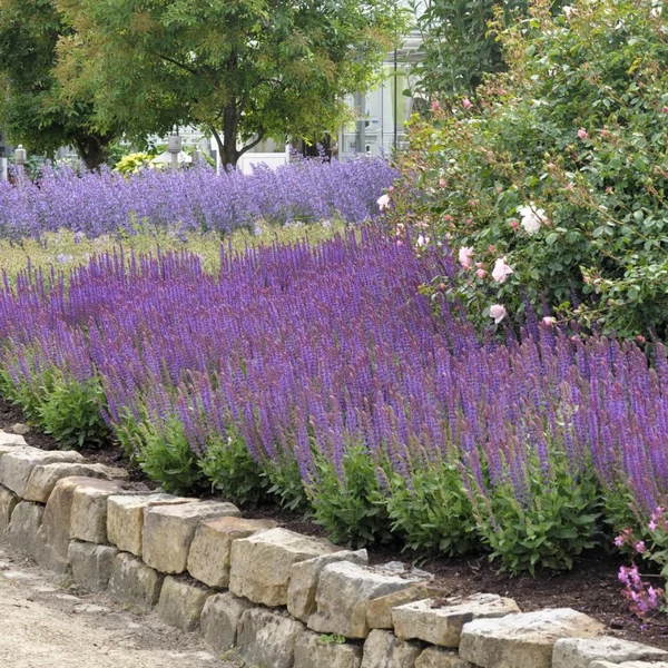 Salvia nemorosa 'Ostfriesland' - Ligeti zsálya