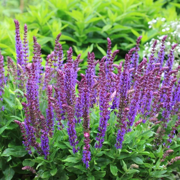 Salvia nemorosa 'Ostfriesland' - Ligeti zsálya