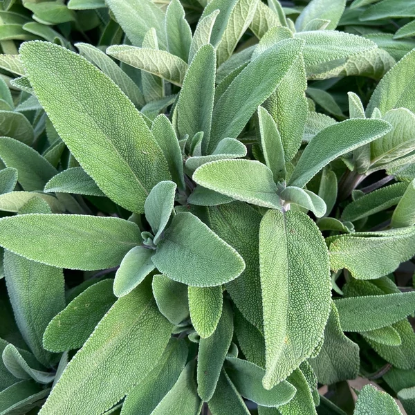 Salvia officinalis - Orvosi zsálya