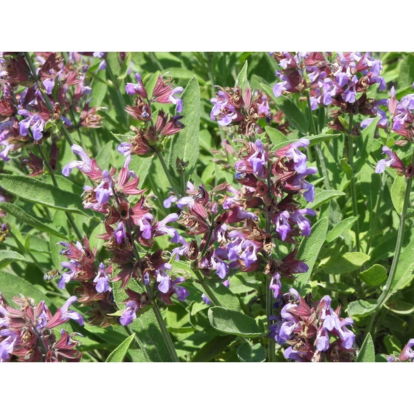 Salvia officinalis - Orvosi zsálya