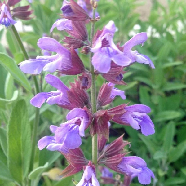 Salvia officinalis - Orvosi zsálya