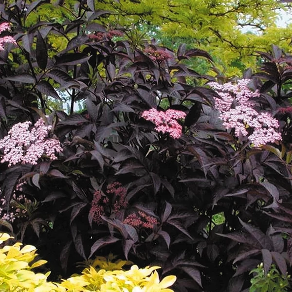 Sambucus nigra 'Black Beauty' - Fekete bodza