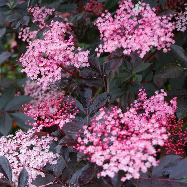 Sambucus nigra 'Black Beauty' - Fekete bodza
