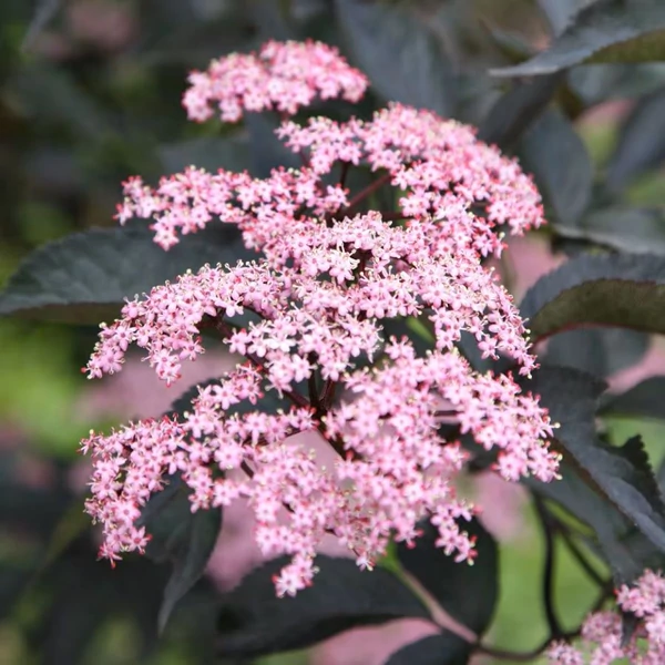 Sambucus nigra 'Black Beauty' - Fekete bodza