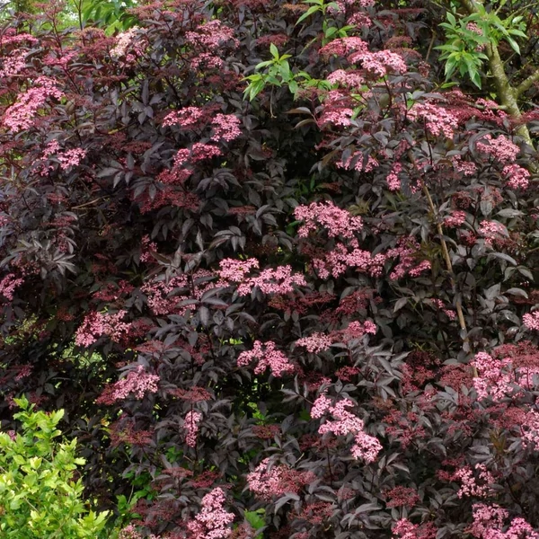 Sambucus nigra 'Black Beauty' - Fekete bodza