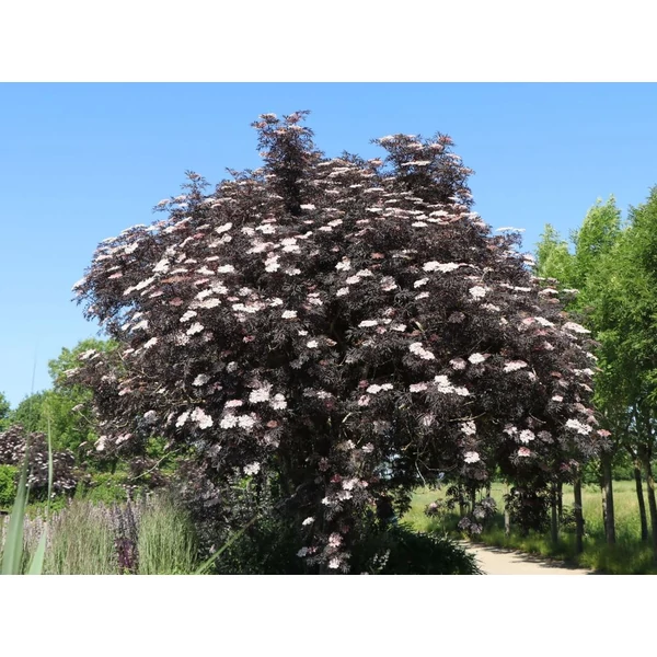 Sambucus nigra 'Black Lace' - Bodza