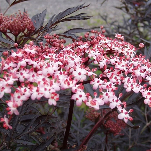 Sambucus nigra 'Black Lace' - Bodza