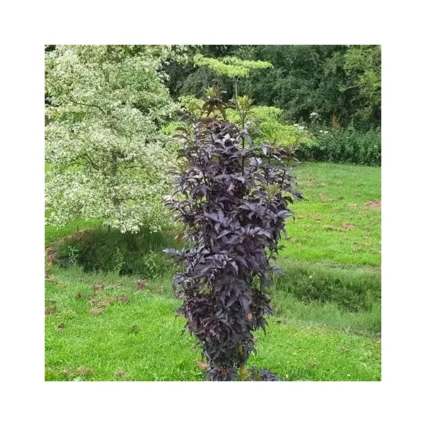 Sambucus nigra 'Black Tower' - Bodza