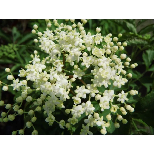 Sambucus nigra 'Sampo' - Bodza