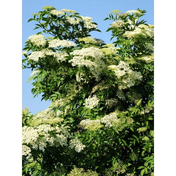 Sambucus nigra 'Sampo' - Bodza