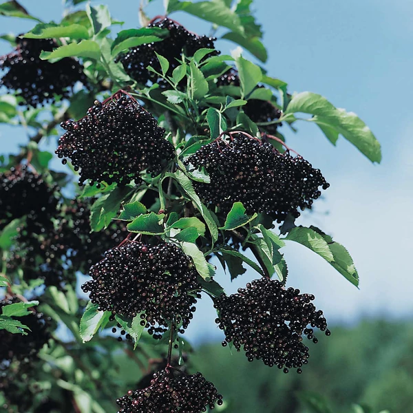 Sambucus nigra 'Sampo' - Bodza