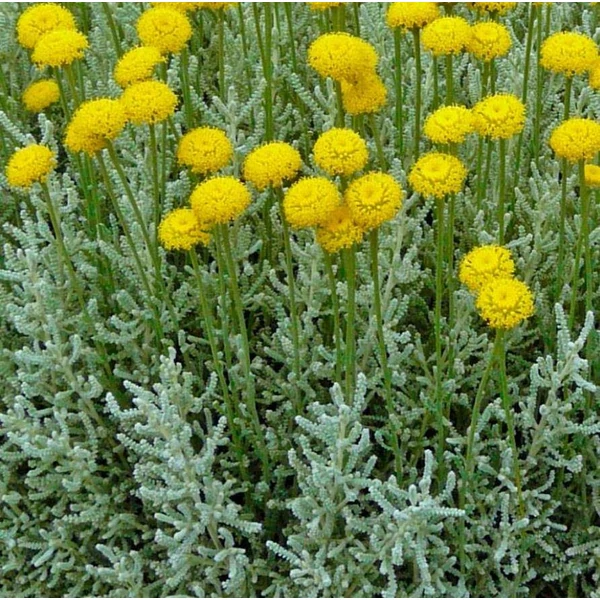 Santolina chamaecyparissus - Hamvas cipruska