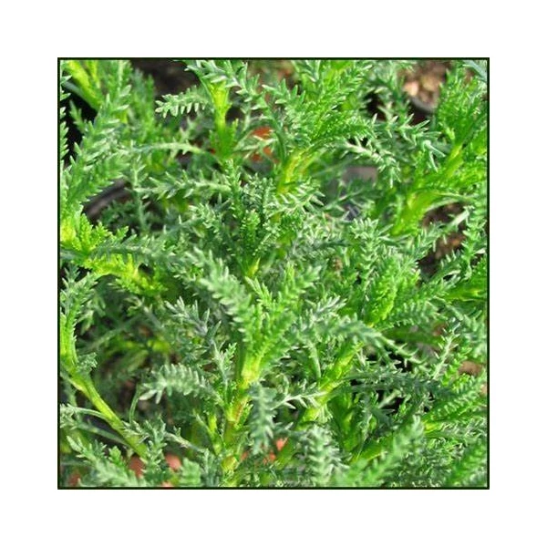 Santolina viridis (syn. S. rosmarinifolia) - Zöld cipruska