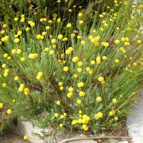 Santolina viridis (syn. S. rosmarinifolia) - Zöld cipruska