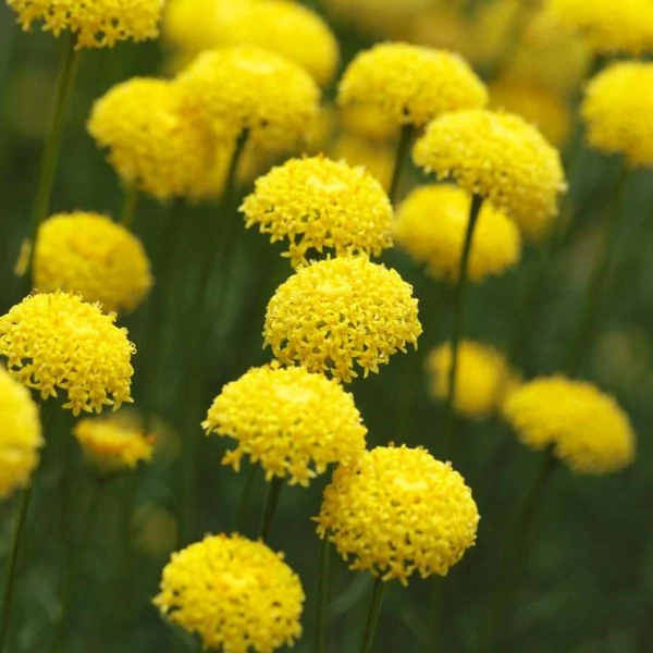 Santolina viridis (syn. S. rosmarinifolia) - Zöld cipruska