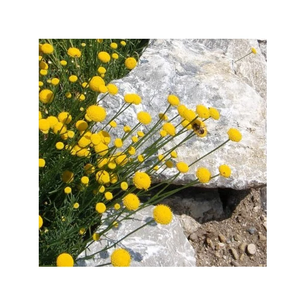 Santolina viridis (syn. S. rosmarinifolia) - Zöld cipruska