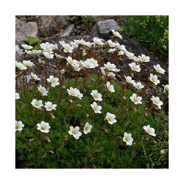 Saxifraga x arendsii 'Pixie White' - Mohalevelű kőtörőfű