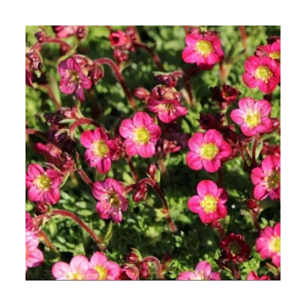 Saxifraga x arendsii 'Rosenzwerg' - Mohalevelű kőtörőfű