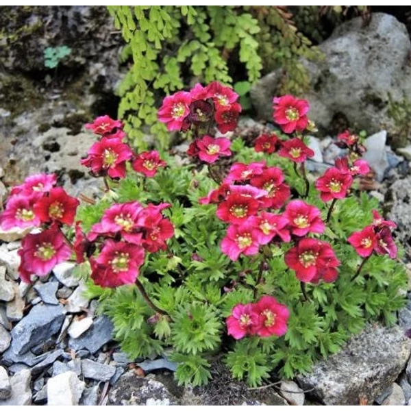 Saxifraga x arendsii 'Rosenzwerg' - Mohalevelű kőtörőfű