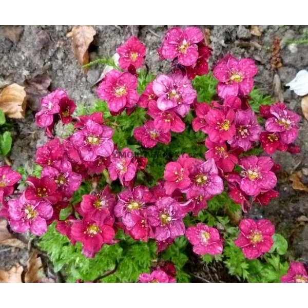 Saxifraga x arendsii 'Rosenzwerg' - Mohalevelű kőtörőfű