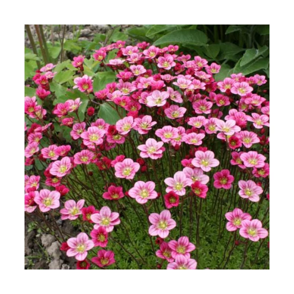 Saxifraga x arendsii 'Rosenzwerg' - Mohalevelű kőtörőfű