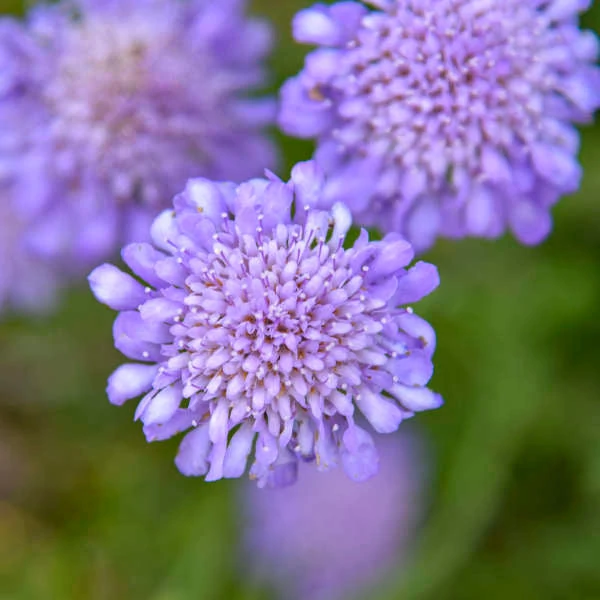 Scabiosa columbaria 'Butterfly Blue' - Galambszínű ördögszem