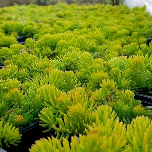 Sedum 'Winter Lemon' – Varjúháj