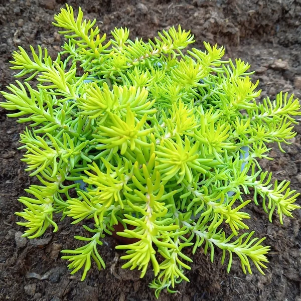 Sedum 'Winter Lemon' – Varjúháj