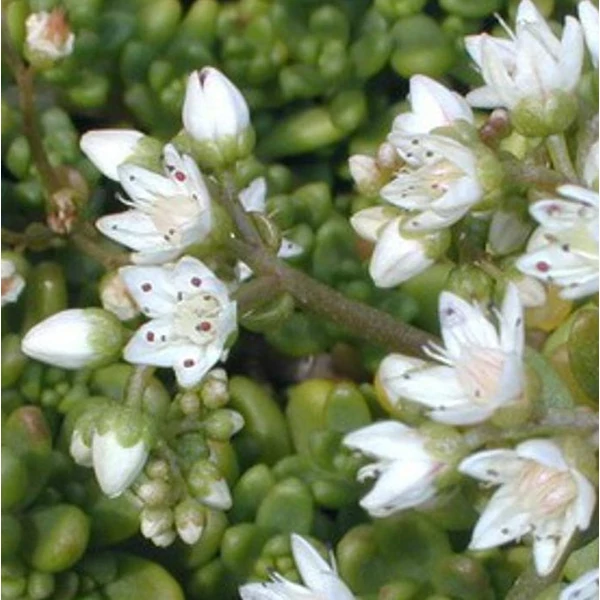 Sedum album 'Minus' - Varjúháj