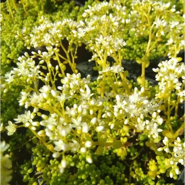 Sedum album 'Minus' - Varjúháj