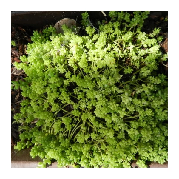 Sedum album 'Minus' - Varjúháj