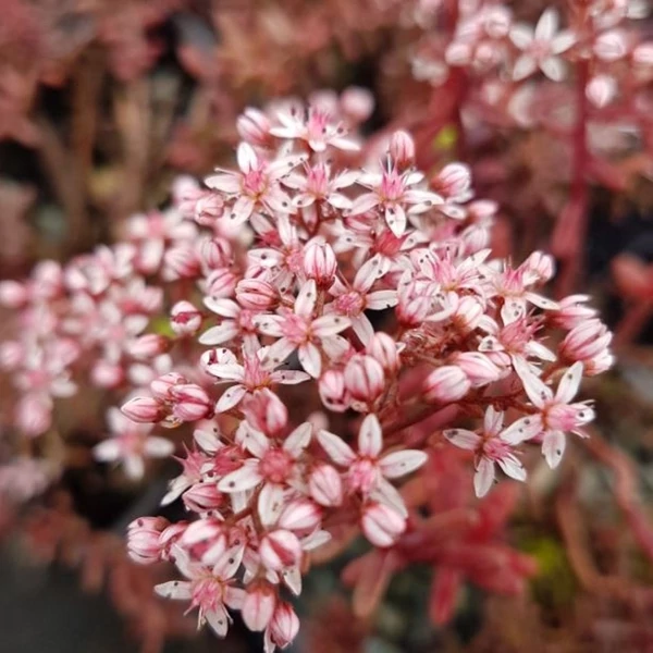 Sedum album 'Murale' - Varjúháj