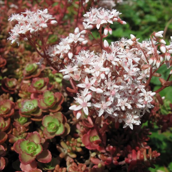 Sedum album 'Murale' - Varjúháj