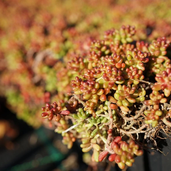 Sedum album 'Murale' - Varjúháj