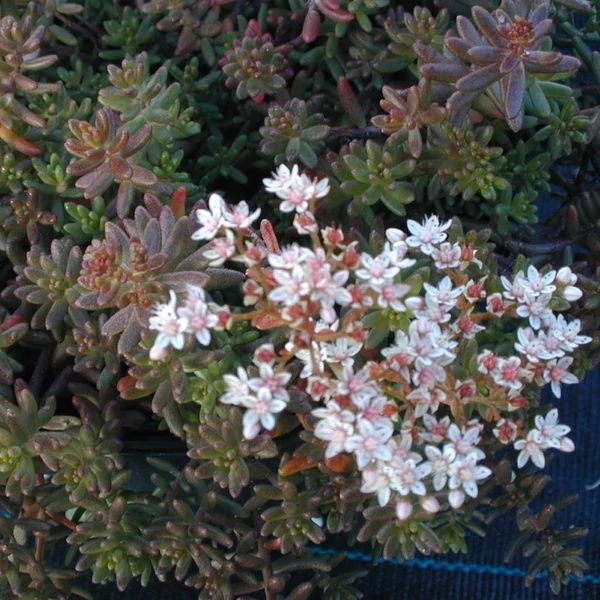 Sedum album 'Murale' - Varjúháj
