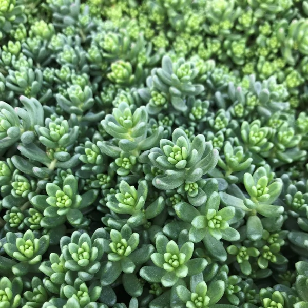 Sedum 'Athoum' - Varjúháj