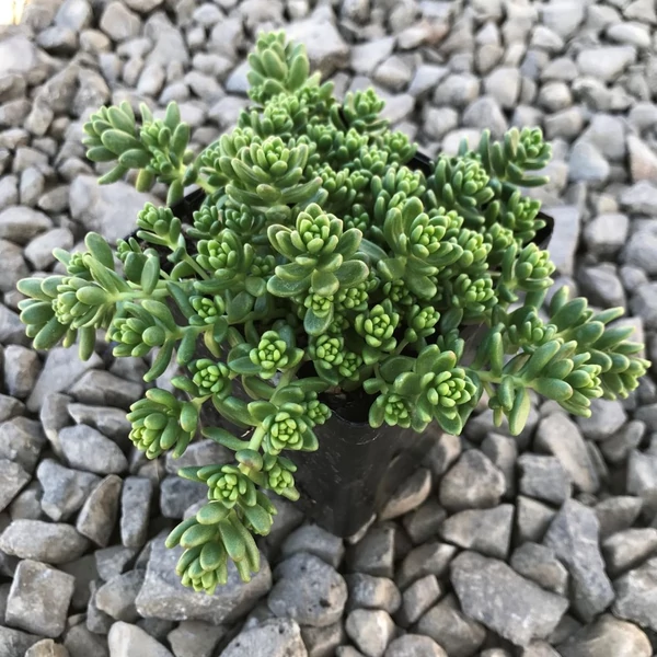 Sedum 'Athoum' - Varjúháj