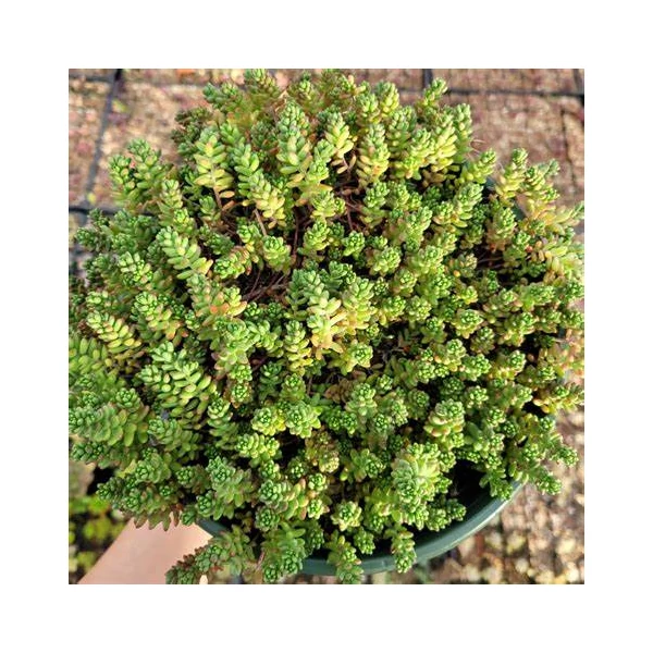 Sedum 'Athoum' - Varjúháj