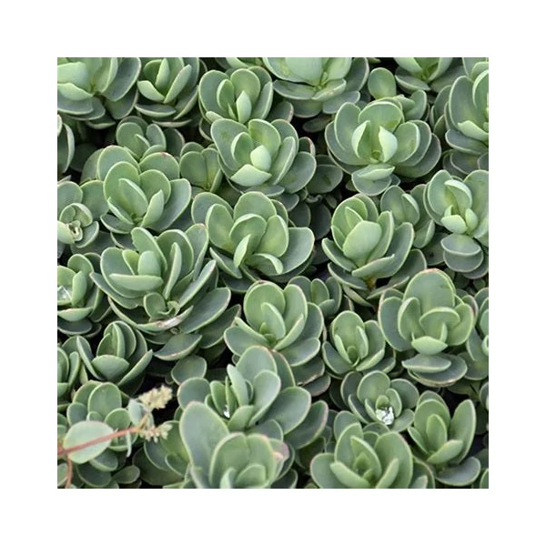 Sedum ewersii - Himalájai varjúháj