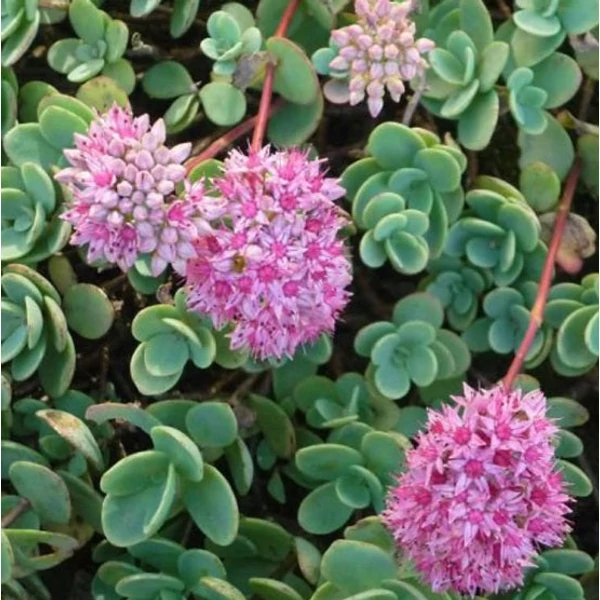 Sedum ewersii - Himalájai varjúháj